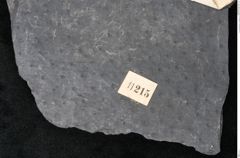 Foto (Detailansicht) von Sigillaria sp. (NHMW-GEO-2024-0188-11215)